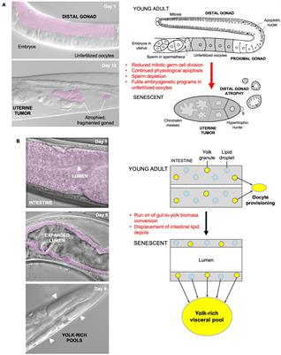 Reproductive Suicide: Similar Mechanisms of Aging in C. elegans and Pacific Salmon